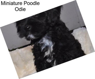 Miniature Poodle Odie