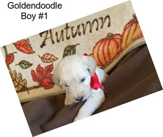Goldendoodle Boy #1