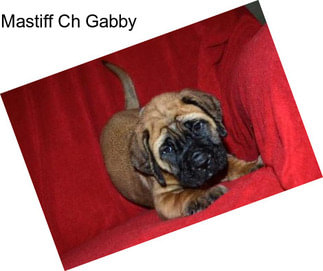 Mastiff Ch Gabby