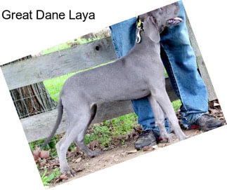 Great Dane Laya