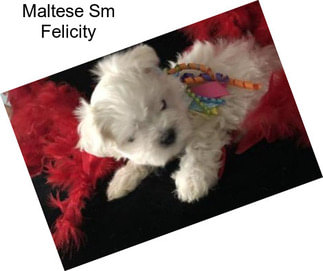 Maltese Sm Felicity