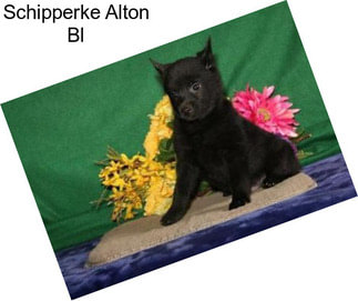 Schipperke Alton Bl