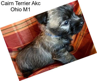 Cairn Terrier Akc Ohio M1