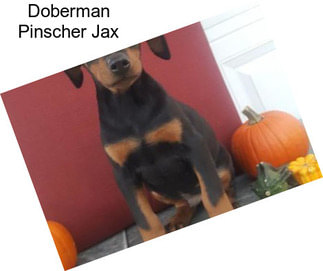 Doberman Pinscher Jax