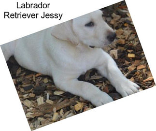 Labrador Retriever Jessy