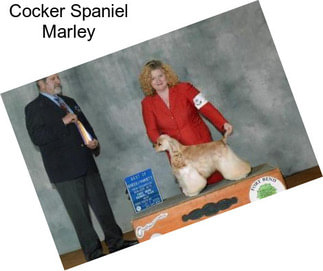 Cocker Spaniel Marley