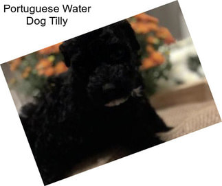 Portuguese Water Dog Tilly