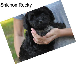 Shichon Rocky