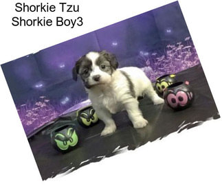 Shorkie Tzu Shorkie Boy3