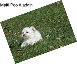 Malti Poo Aladdin