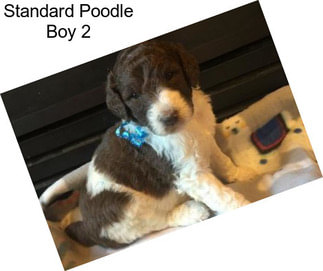 Standard Poodle Boy 2