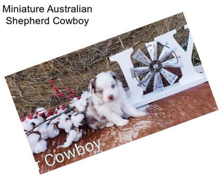 Miniature Australian Shepherd Cowboy