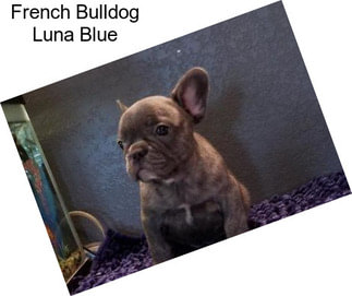 French Bulldog Luna Blue