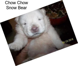 Chow Chow Snow Bear