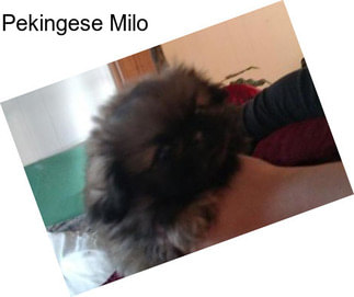 Pekingese Milo