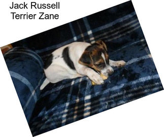 Jack Russell Terrier Zane