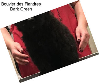 Bouvier des Flandres Dark Green