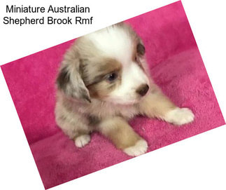 Miniature Australian Shepherd Brook Rmf