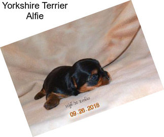 Yorkshire Terrier Alfie