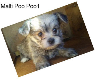 Malti Poo Poo1