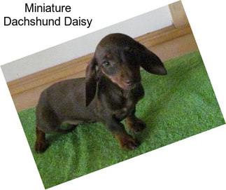 Miniature Dachshund Daisy