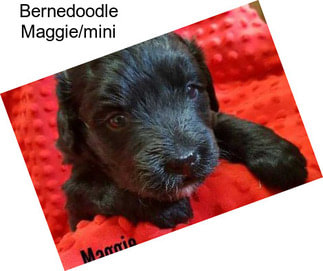 Bernedoodle Maggie/mini