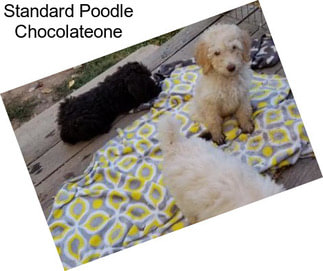 Standard Poodle Chocolateone