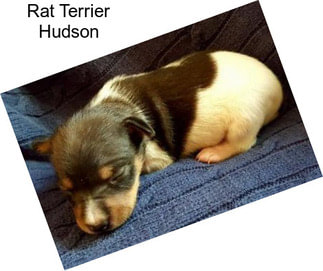 Rat Terrier Hudson