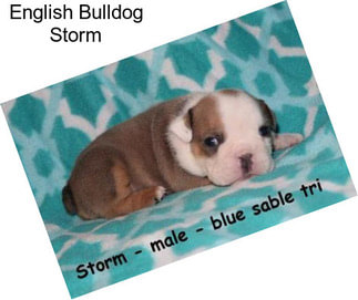 English Bulldog Storm
