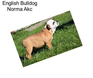 English Bulldog Norma Akc