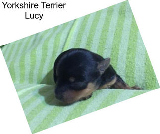 Yorkshire Terrier Lucy