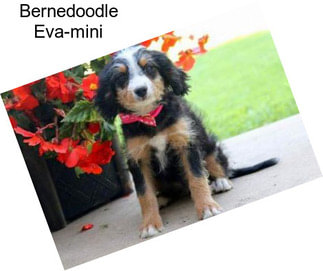 Bernedoodle Eva-mini