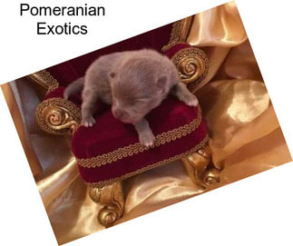 Pomeranian Exotics