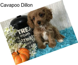 Cavapoo Dillon