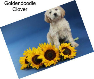 Goldendoodle Clover