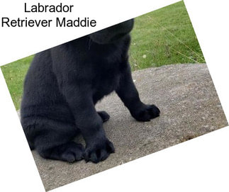 Labrador Retriever Maddie