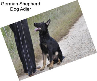 German Shepherd Dog Adler