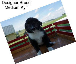 Designer Breed Medium Kyli