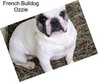 French Bulldog Ozzie