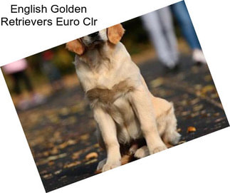 English Golden Retrievers Euro Clr