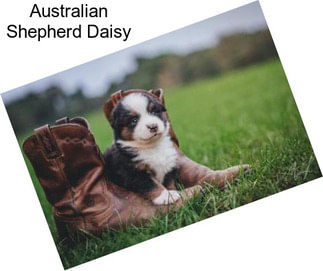Australian Shepherd Daisy