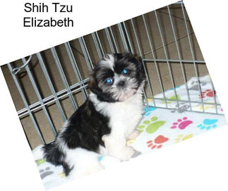 Shih Tzu Elizabeth