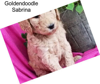 Goldendoodle Sabrina