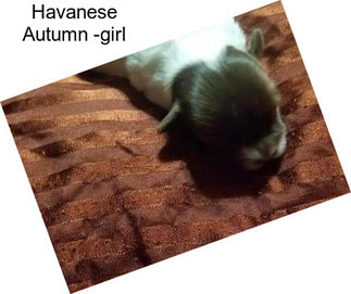 Havanese Autumn -girl
