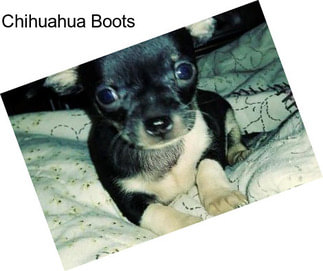 Chihuahua Boots