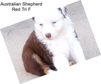 Australian Shepherd Red Tri F