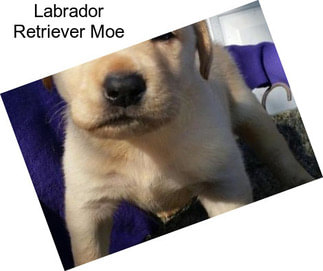 Labrador Retriever Moe