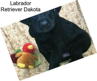 Labrador Retriever Dakota