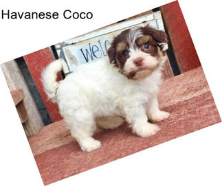 Havanese Coco