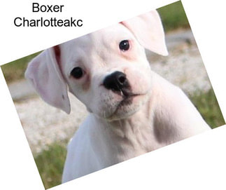 Boxer Charlotteakc